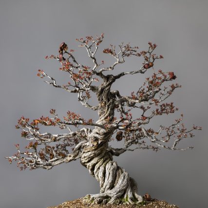 PUNICA GRANATUMPG NEGIKAN - Impresión giclée sobre papel baryta con pigmentos de color - 80 x 120 cm - David Romero